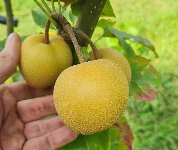 Nashipeerboom - Chu Hwang